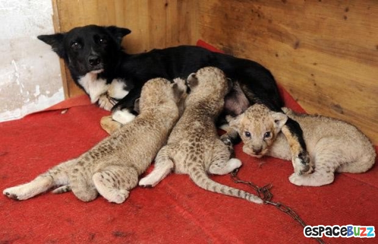 Illustration de l'article : Ils ne sont pas de la même espèce, mais sont pourtant d'inséparables amis. Découvrez ces magnifiques 28 photos