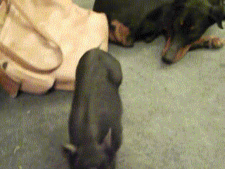 Illustration de l'article : Ils ne sont pas de la même espèce, mais sont pourtant d'inséparables amis. Découvrez ces magnifiques 28 photos