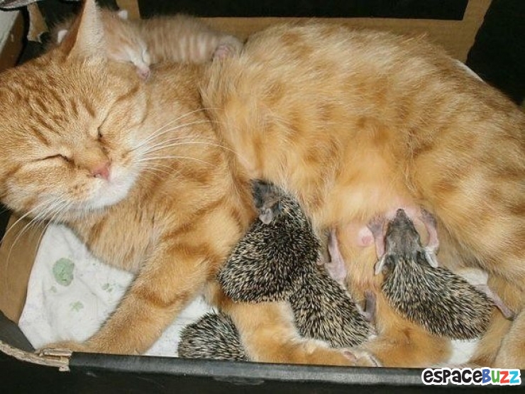 Illustration de l'article : Ils ne sont pas de la même espèce, mais sont pourtant d'inséparables amis. Découvrez ces magnifiques 28 photos