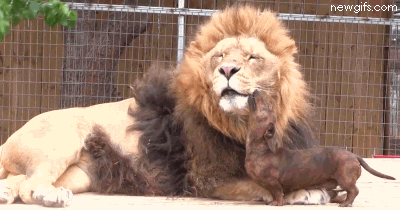 Illustration de l'article : Ils ne sont pas de la même espèce, mais sont pourtant d'inséparables amis. Découvrez ces magnifiques 28 photos