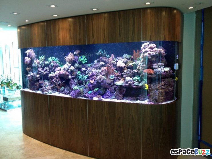 Illustration de l'article : 26 aquariums d'exception