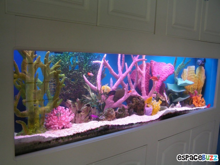 Illustration de l'article : 26 aquariums d'exception