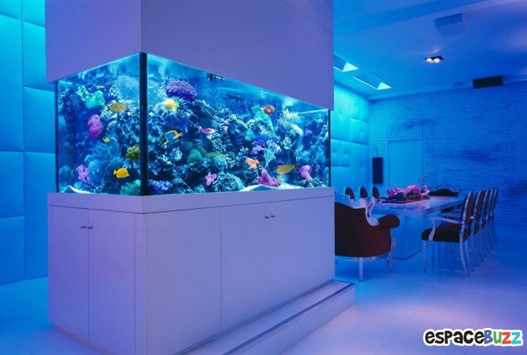 Illustration de l'article : 26 aquariums d'exception