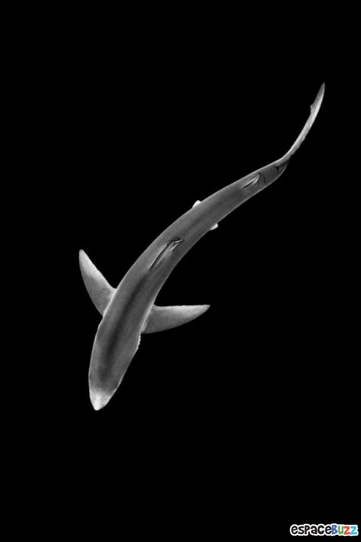 Illustration de l'article : Les 14 photos lauréates de la British Wildlife Photography