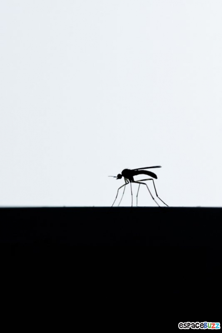 Illustration de l'article : Les 14 photos lauréates de la British Wildlife Photography