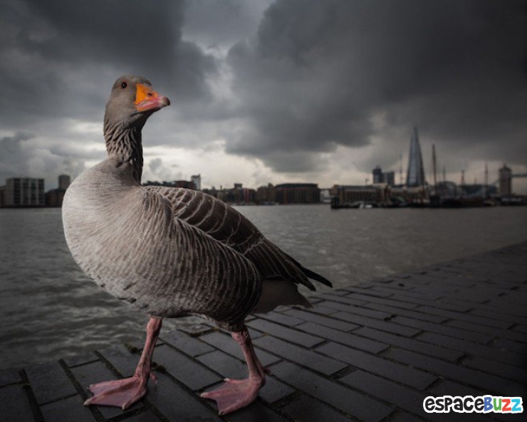 Illustration de l'article : Les 14 photos lauréates de la British Wildlife Photography