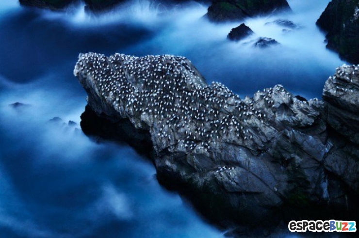 Illustration de l'article : Les 14 photos lauréates de la British Wildlife Photography