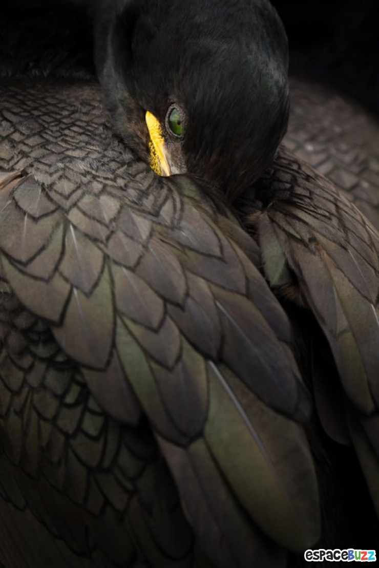 Illustration de l'article : Les 14 photos lauréates de la British Wildlife Photography