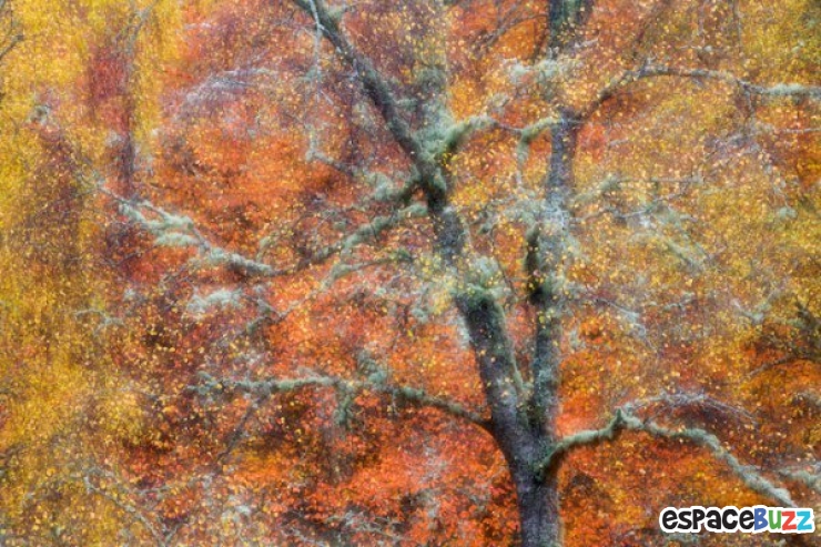 Illustration de l'article : Les 14 photos lauréates de la British Wildlife Photography