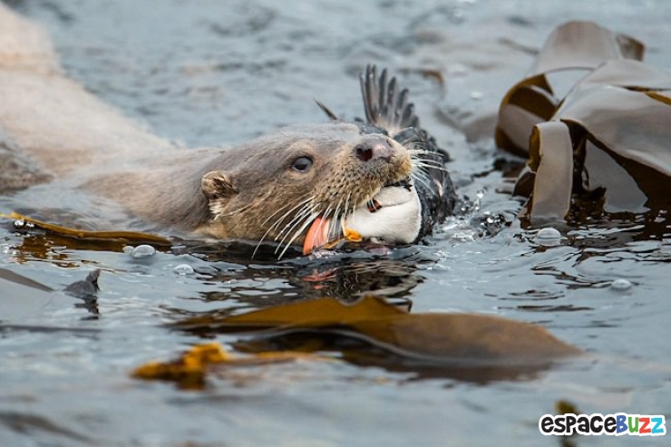 Illustration de l'article : Les 14 photos lauréates de la British Wildlife Photography