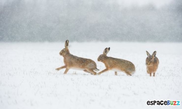 Illustration de l'article : Les 14 photos lauréates de la British Wildlife Photography