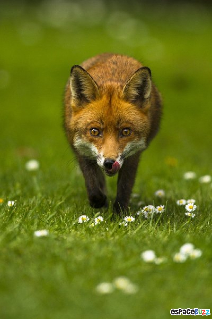 Illustration de l'article : Les 14 photos lauréates de la British Wildlife Photography