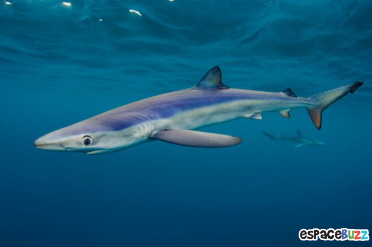 Illustration de l'article : Les 14 photos lauréates de la British Wildlife Photography