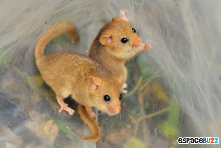 Illustration de l'article : Les 14 photos lauréates de la British Wildlife Photography