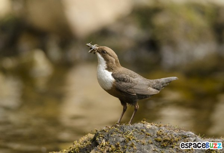 Illustration de l'article : Les 14 photos lauréates de la British Wildlife Photography
