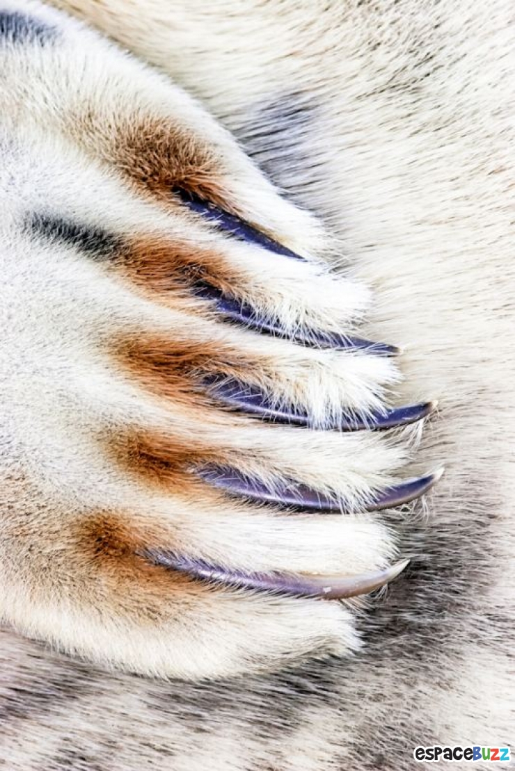 Illustration de l'article : Les 14 photos lauréates de la British Wildlife Photography