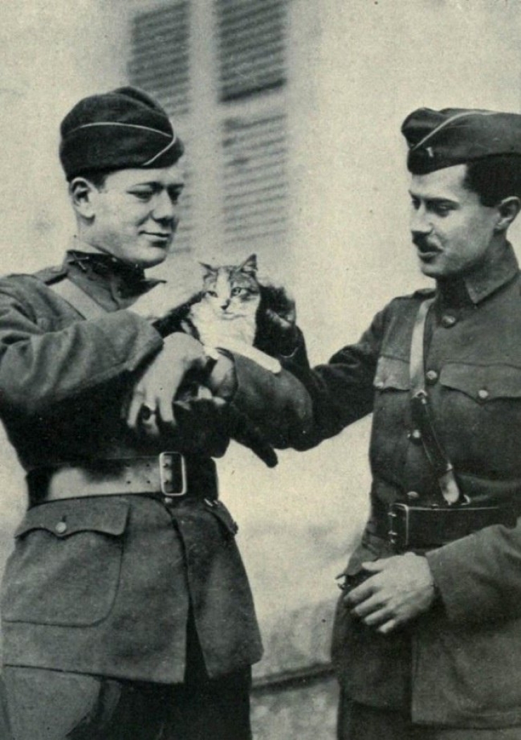 Illustration de l'article : 20 photos de chats qui ont vu la guerre de pr&egrave;s