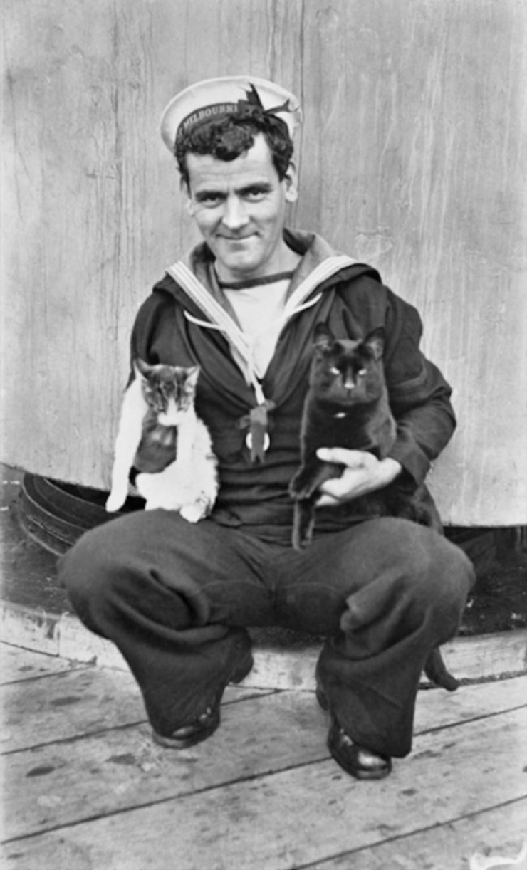 Illustration de l'article : 20 photos de chats qui ont vu la guerre de pr&egrave;s