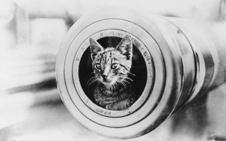 Illustration de l'article : 20 photos de chats qui ont vu la guerre de pr&egrave;s