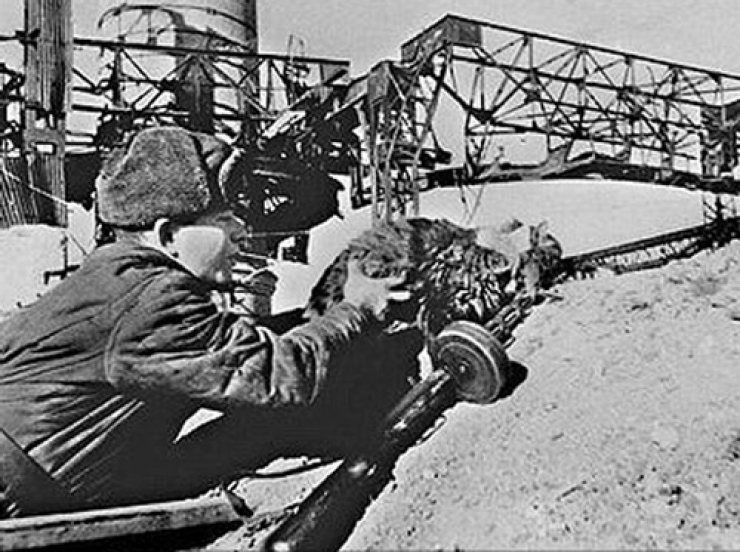 Illustration de l'article : 20 photos de chats qui ont vu la guerre de pr&egrave;s