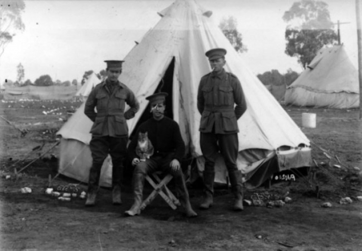 Illustration de l'article : 20 photos de chats qui ont vu la guerre de pr&egrave;s
