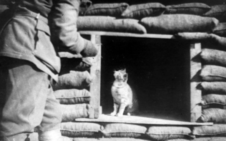 Illustration de l'article : 20 photos de chats qui ont vu la guerre de pr&egrave;s
