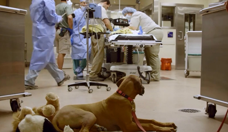 Illustration de l'article : Découvrez la magnifique histoire de ce chien au chevet de son grand ami le guépard...