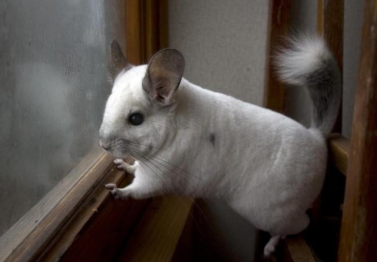 Illustration de l'article : 23 photos de petits animaux qui vous donneront envie de les serrer dans vos bras (pas trop fort quand-même)