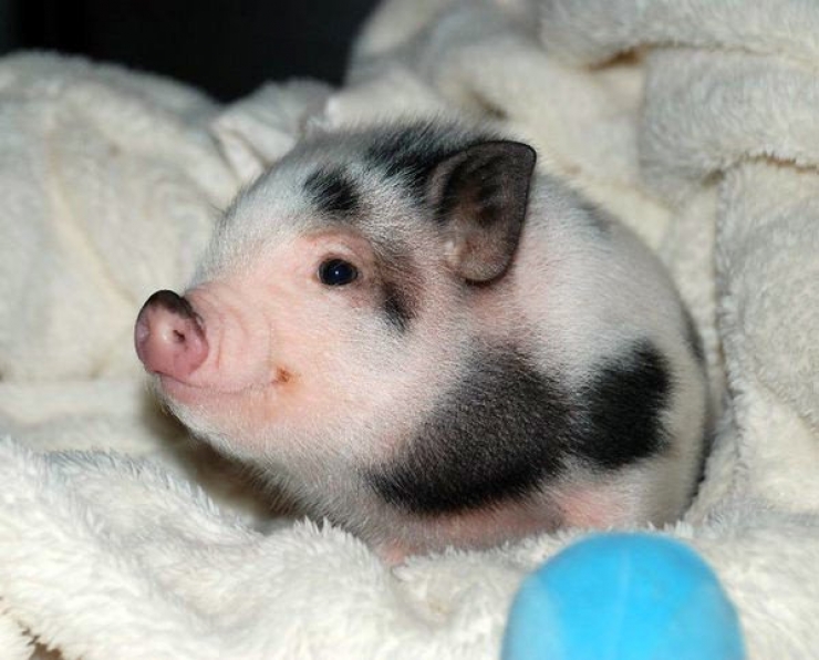 Illustration de l'article : 23 photos de petits animaux qui vous donneront envie de les serrer dans vos bras (pas trop fort quand-même)