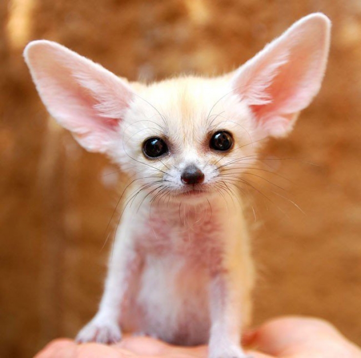 Illustration de l'article : 23 photos de petits animaux qui vous donneront envie de les serrer dans vos bras (pas trop fort quand-même)