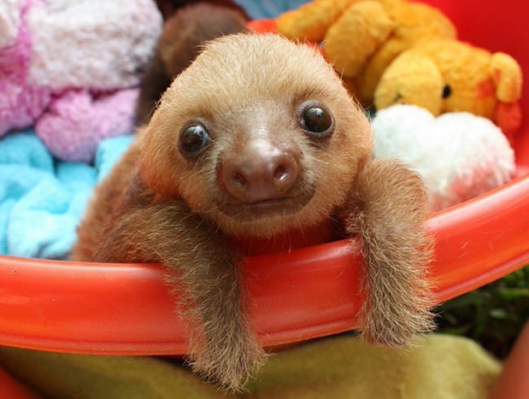 Illustration de l'article : 23 photos de petits animaux qui vous donneront envie de les serrer dans vos bras (pas trop fort quand-même)
