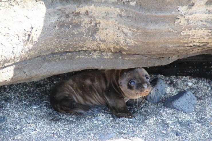 Illustration de l'article : 23 photos de petits animaux qui vous donneront envie de les serrer dans vos bras (pas trop fort quand-même)
