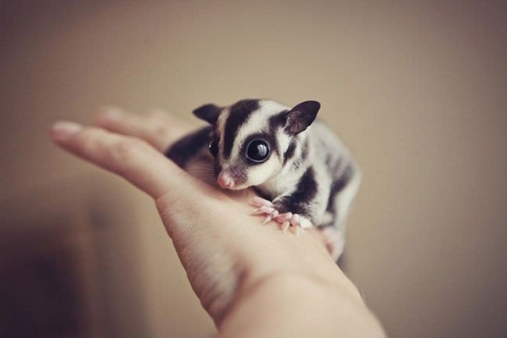 Illustration de l'article : 23 photos de petits animaux qui vous donneront envie de les serrer dans vos bras (pas trop fort quand-même)