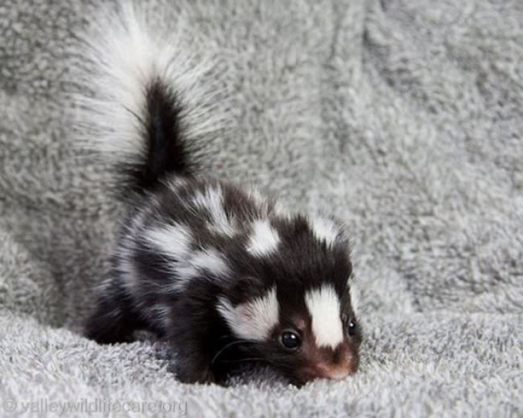 Illustration de l'article : 23 photos de petits animaux qui vous donneront envie de les serrer dans vos bras (pas trop fort quand-même)