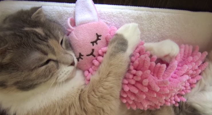 Illustration de l'article : Concentr&eacute; de tendresse : regardez ce chat qui ne dort qu'avec sa peluche