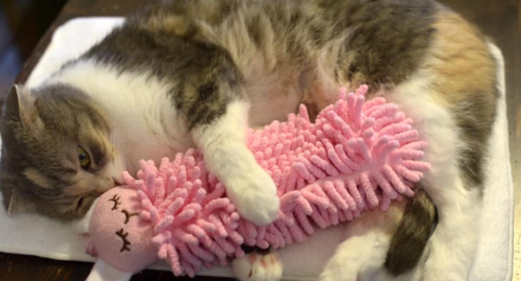 Illustration de l'article : Concentré de tendresse : regardez ce chat qui ne dort qu'avec sa peluche