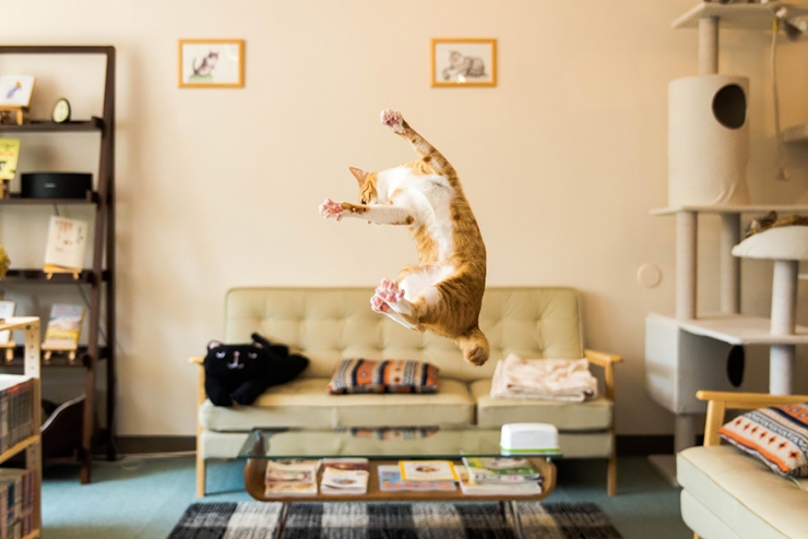 Illustration de l'article : 18 photos qui prouvent que les chats sautent comme de vrais ninjas