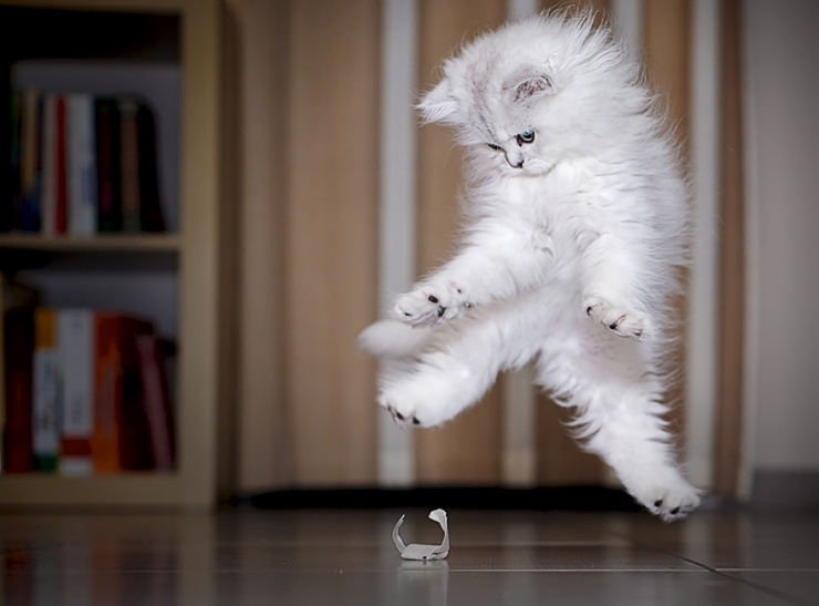 Illustration de l'article : 18 photos qui prouvent que les chats sautent comme de vrais ninjas