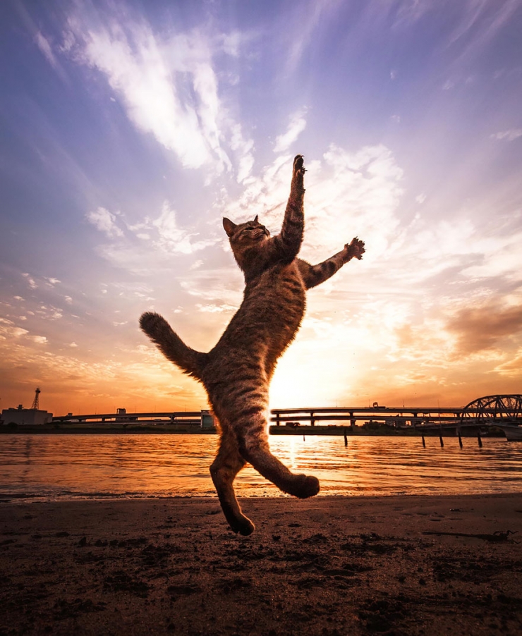 Illustration de l'article : 18 photos qui prouvent que les chats sautent comme de vrais ninjas