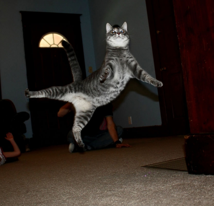 Illustration de l'article : 18 photos qui prouvent que les chats sautent comme de vrais ninjas