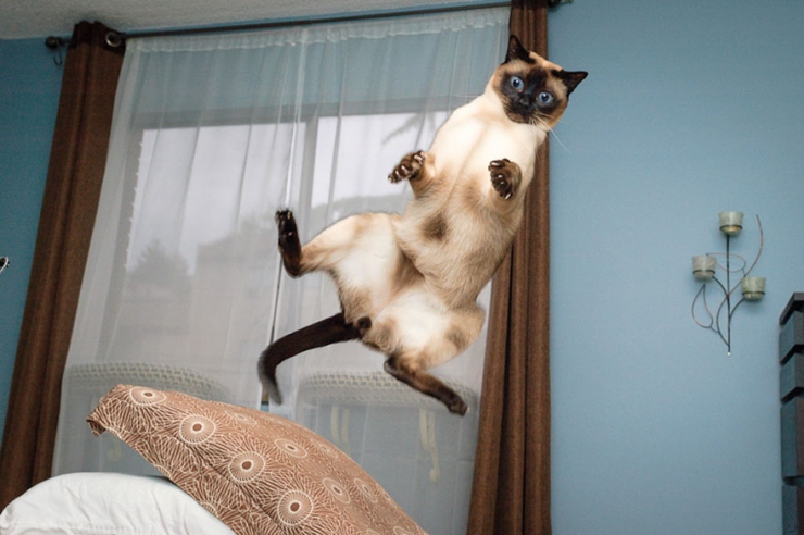 Illustration de l'article : 18 photos qui prouvent que les chats sautent comme de vrais ninjas