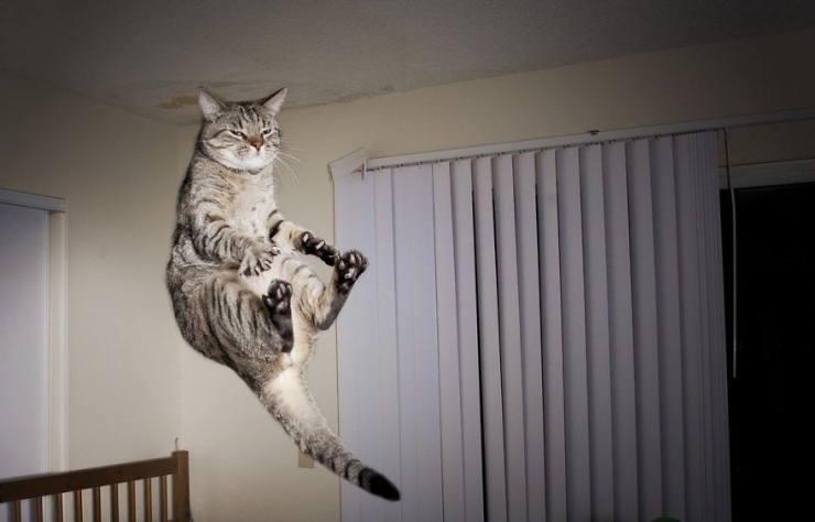 Illustration de l'article : 18 photos qui prouvent que les chats sautent comme de vrais ninjas