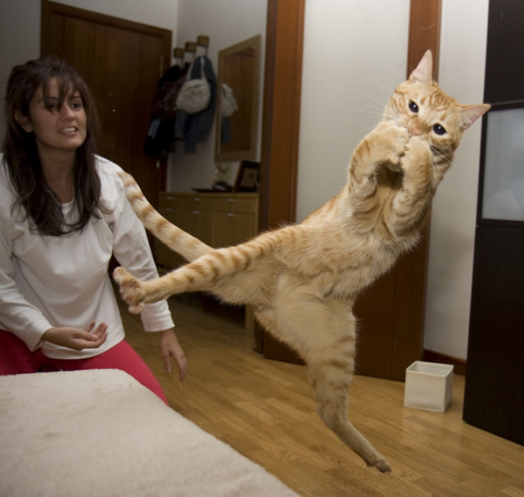 Illustration de l'article : 18 photos qui prouvent que les chats sautent comme de vrais ninjas