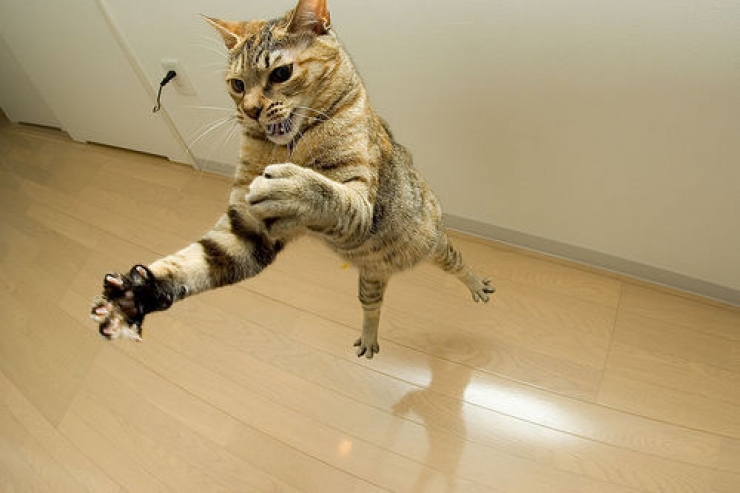 Illustration de l'article : 18 photos qui prouvent que les chats sautent comme de vrais ninjas