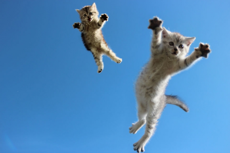 Illustration de l'article : 18 photos qui prouvent que les chats sautent comme de vrais ninjas