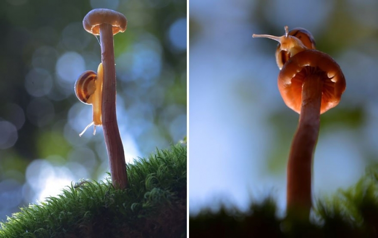 Illustration de l'article : 19 photos de champignons et de leurs petits visiteurs par Vyacheslav Mishchenko