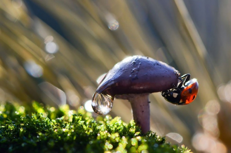 Illustration de l'article : 19 photos de champignons et de leurs petits visiteurs par Vyacheslav Mishchenko