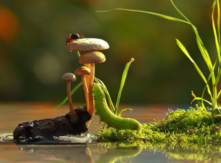 Illustration de l'article : 19 photos de champignons et de leurs petits visiteurs par Vyacheslav Mishchenko