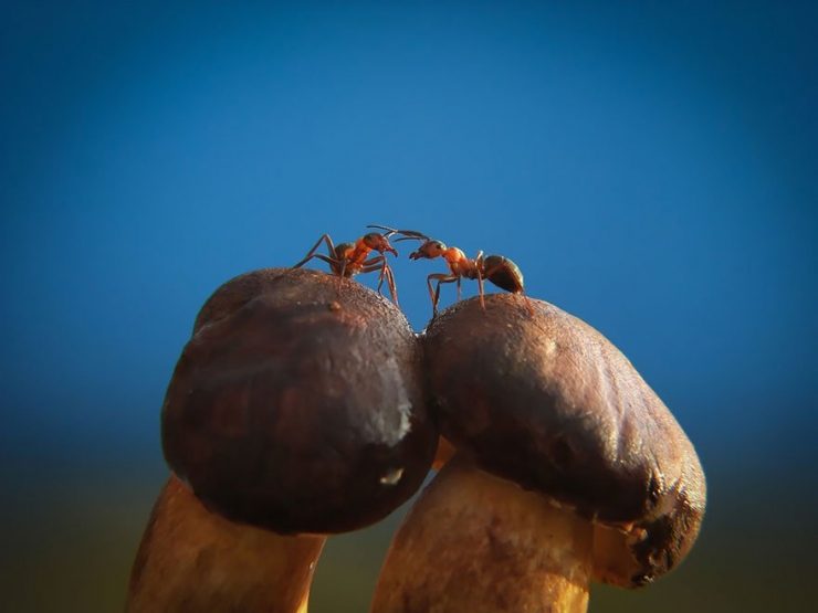 Illustration de l'article : 19 photos de champignons et de leurs petits visiteurs par Vyacheslav Mishchenko