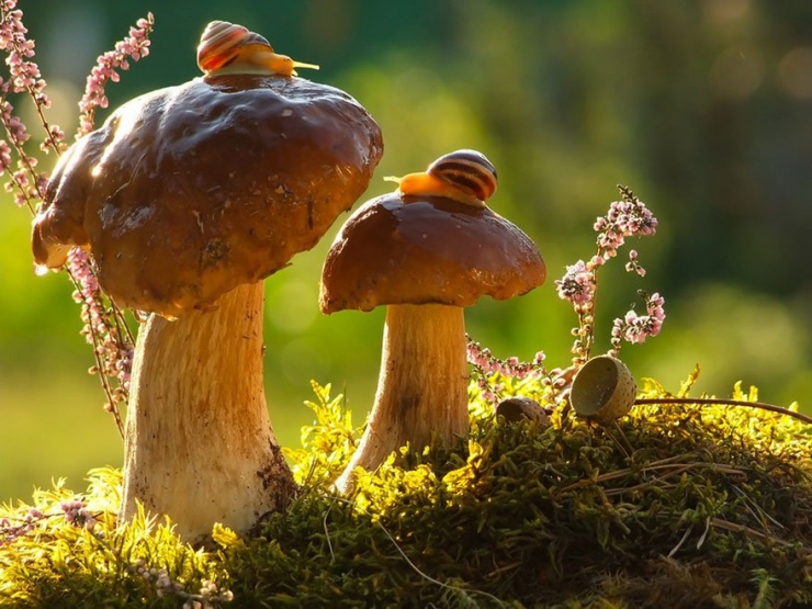 Illustration de l'article : 19 photos de champignons et de leurs petits visiteurs par Vyacheslav Mishchenko